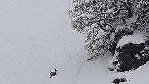 Gemsjährling im hohen Schnee watend